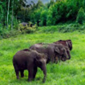 Meet your Posher, Voyager